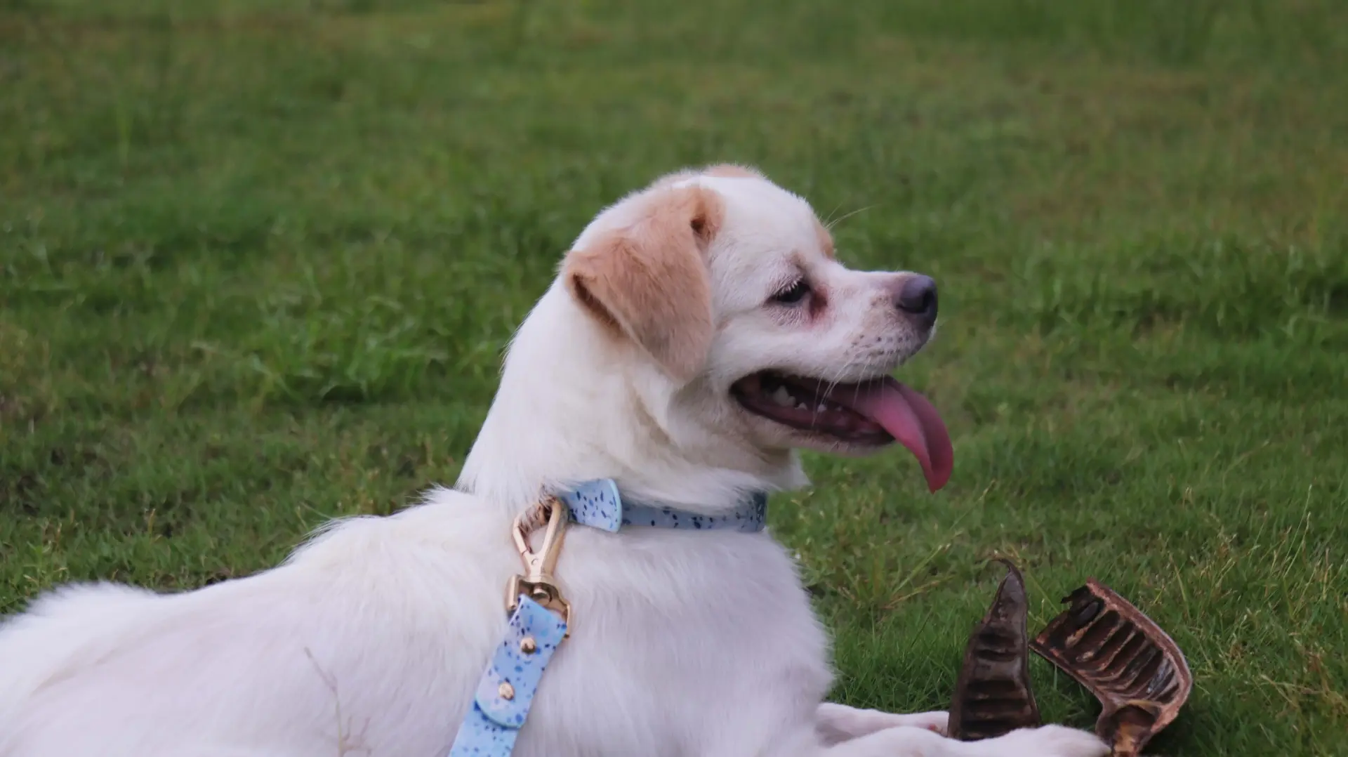 bonitos collares para perros